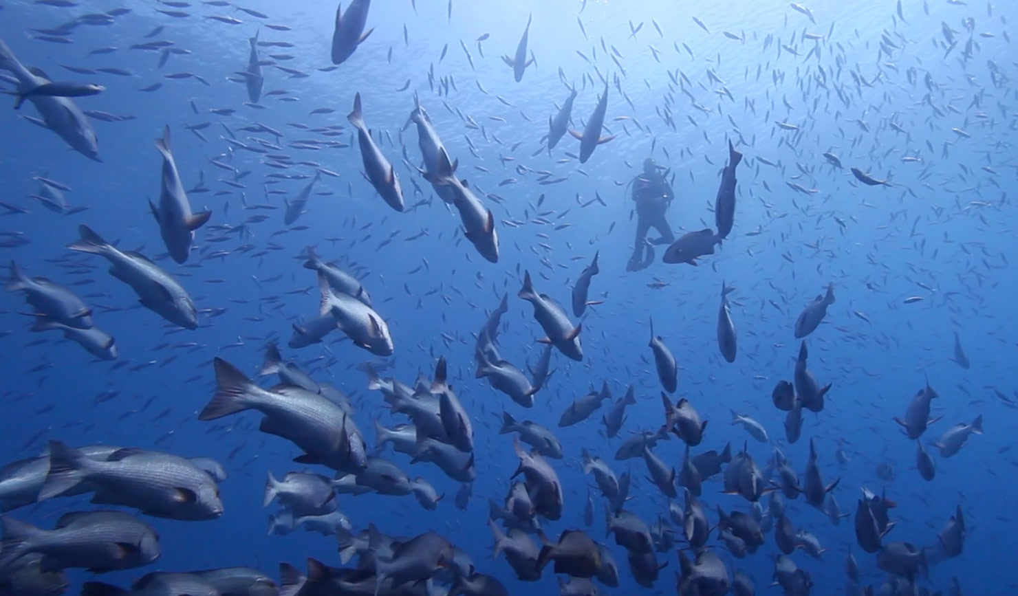 Umbi Sharks Bay diving video poster